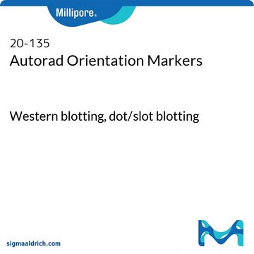 AURA-Orientierungsmarker Western blotting, dot/slot blotting