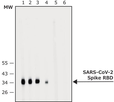 Przeciwciało anty-SARS-COV-2-Spike-RBDprodukowane u królików affinity isolated antibody, buffered aqueous solution