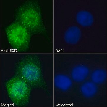 Anti-ECT2 antibody produced in goat affinity isolated antibody, buffered aqueous solution