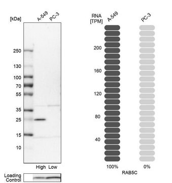 抗RAB5C ウサギ宿主抗体 Prestige Antibodies&#174; Powered by Atlas Antibodies, affinity isolated antibody, buffered aqueous glycerol solution