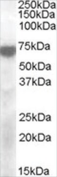 Anti-KCNQ4 antibody produced in goat affinity isolated antibody, buffered aqueous solution