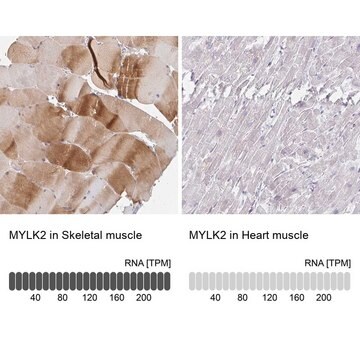 Anti-MYLK2 antibody produced in rabbit Prestige Antibodies&#174; Powered by Atlas Antibodies, affinity isolated antibody, buffered aqueous glycerol solution