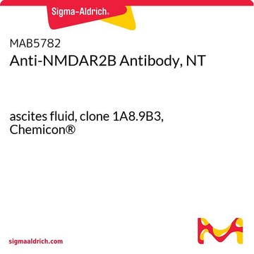 Anticuerpo anti-NMDAR2B, NT ascites fluid, clone 1A8.9B3, Chemicon&#174;