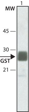 抗グルタチオン-S-トランスフェラーゼ (GST)–ペルオキシダーゼ標識 ウサギ宿主抗体 IgG fraction of antiserum, buffered aqueous solution