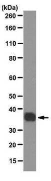 Anticorps anti-SMN2, clone SMN-KH clone SMN-KH, from mouse