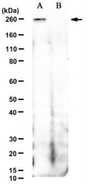 Anti-phospho-MYO10 (Ser1060/1062/1066) Antibody, clone 2C10-6