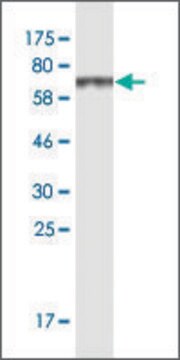 Monoclonal Anti-SAMSN1 antibody produced in mouse clone 1B8, ascites fluid