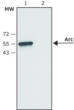 Anti-Arc (C-terminal) antibody produced in rabbit IgG fraction of antiserum