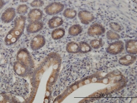 Monoclonal Anti-TYK2 antibody produced in mouse clone 6H1, purified immunoglobulin, buffered aqueous solution