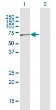 Anti-POLR3C antibody produced in rabbit purified immunoglobulin, buffered aqueous solution