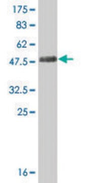 Monoclonal Anti-STMN3 antibody produced in mouse clone 1F2, ascites fluid