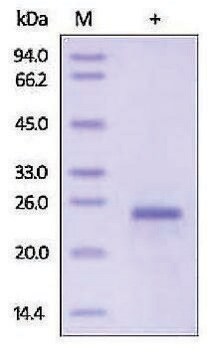 IFN-&#969; human recombinant, expressed in HEK 293 cells, &#8805;93% (SDS-PAGE)