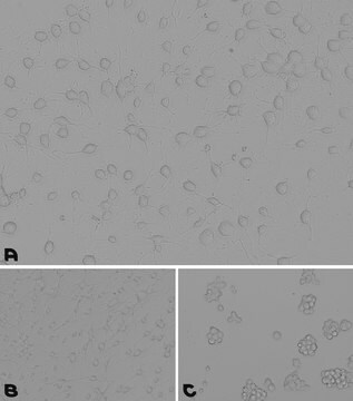 Roztwór powlekający laminina/poli-L-ornityna 0.2 &#956;m filtered, BioReagent, suitable for cell culture, Ready-to-use mixture