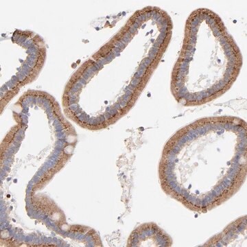 Anti-LMAN1 antibody produced in rabbit Prestige Antibodies&#174; Powered by Atlas Antibodies, affinity isolated antibody, buffered aqueous glycerol solution