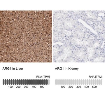 抗ARG1 ウサギ宿主抗体 Prestige Antibodies&#174; Powered by Atlas Antibodies, affinity isolated antibody, buffered aqueous glycerol solution