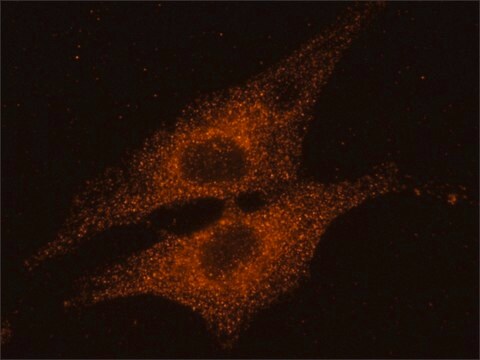 Anti-Rab14 antibody produced in rabbit ~1.0&#160;mg/mL, affinity isolated antibody, buffered aqueous solution