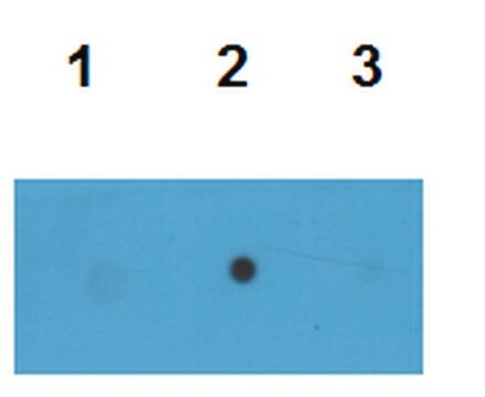 Anticuerpo oligómero anti-Tau (T22) serum, from rabbit