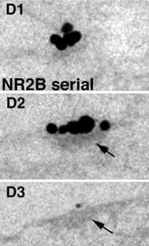 Anti-NMDAR2 A/B-Antikörper, pan Chemicon&#174;, from rabbit