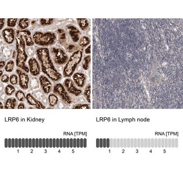 Anti-LRP6 antibody produced in rabbit Prestige Antibodies&#174; Powered by Atlas Antibodies, affinity isolated antibody, buffered aqueous glycerol solution