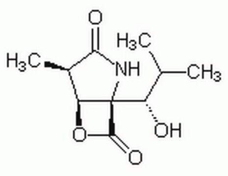 clasto-Lactacystin &#946;-Lacton A highly specific, cell-permeable, and irreversible 20S proteasome inhibitor.