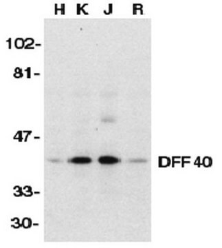 Anti-DFF40 Antibody Chemicon&#174;, from rabbit