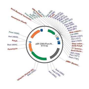 PSF-CMV-PURO-NH2-FLAG&#174; - N-TERMINAL FLAG&#174; TAG MAMMALIAN PLASMID plasmid vector for molecular cloning