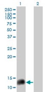 Monoclonal Anti-NPY, (C-terminal) antibody produced in mouse clone 2C10, purified immunoglobulin, buffered aqueous solution