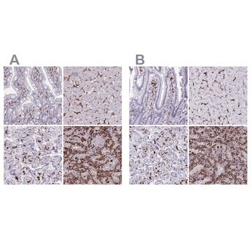 Anty-CD163 Prestige Antibodies&#174; Powered by Atlas Antibodies, affinity isolated antibody, buffered aqueous glycerol solution