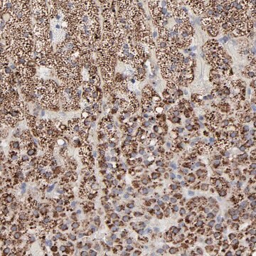 Anti-TXNRD2 antibody produced in rabbit Prestige Antibodies&#174; Powered by Atlas Antibodies, affinity isolated antibody, buffered aqueous glycerol solution