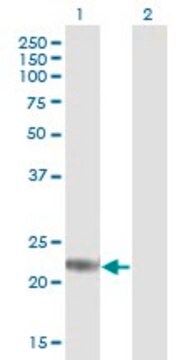 Anti-ARL4D antibody produced in mouse purified immunoglobulin, buffered aqueous solution