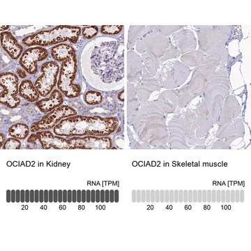 抗OCIAD2 ウサギ宿主抗体 Prestige Antibodies&#174; Powered by Atlas Antibodies, affinity isolated antibody, buffered aqueous glycerol solution