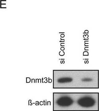 Monoklonales Anti-&#946;-Aktin in Maus hergestellte Antikörper clone AC-74, purified immunoglobulin, buffered aqueous solution