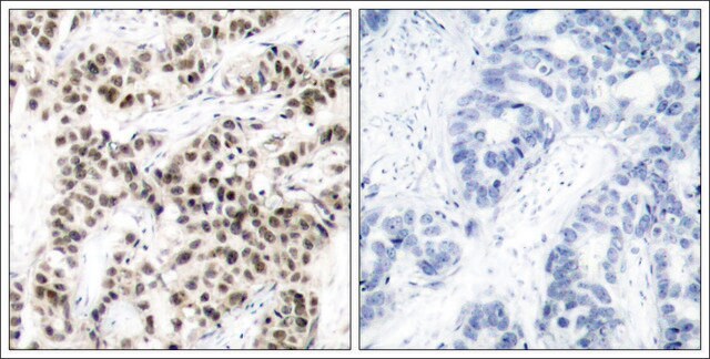 Anti-MYC (Ab-58) antibody produced in rabbit affinity isolated antibody