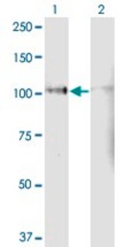 Monoclonal Anti-LPIN1, (C-terminal) antibody produced in mouse clone 3D9, purified immunoglobulin, buffered aqueous solution