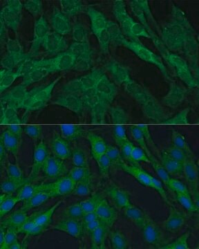 Anti- IDH1 antibody produced in rabbit