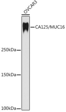 Anti-CA125 / MUC16 Antibody, clone 4Z2L4, Rabbit Monoclonal