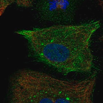 Anti-RND1 antibody produced in rabbit Prestige Antibodies&#174; Powered by Atlas Antibodies, affinity isolated antibody