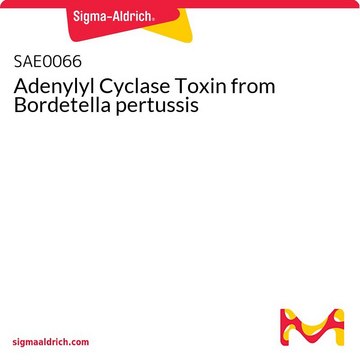 Adenylyl Cyclase Toxin from Bordetella pertussis