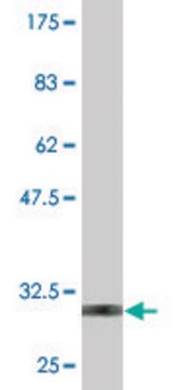 Monoclonal Anti-PDYN, (C-terminal) antibody produced in mouse clone 2E12, purified immunoglobulin, buffered aqueous solution