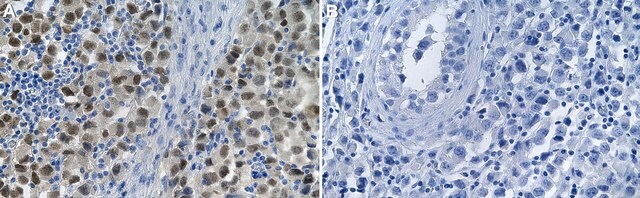 Anti-Oct-4 Antibody, clone 10H11.2 ZooMAb&#174; Mouse Monoclonal recombinant, expressed in HEK 293 cells