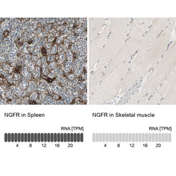 抗NGFR ウサギ宿主抗体 Prestige Antibodies&#174; Powered by Atlas Antibodies, affinity isolated antibody, buffered aqueous glycerol solution