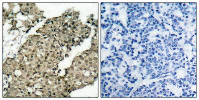 Anti-phospho-G3BP1 (pSer232) antibody produced in rabbit affinity isolated antibody