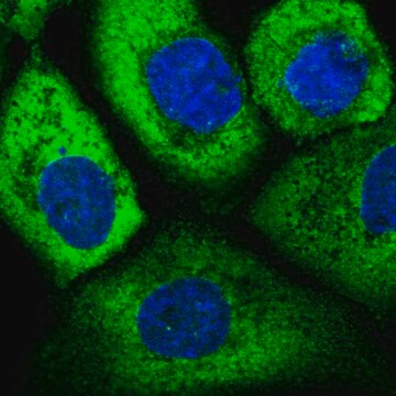 Anti-EIF3D antibody produced in rabbit Prestige Antibodies&#174; Powered by Atlas Antibodies, affinity isolated antibody