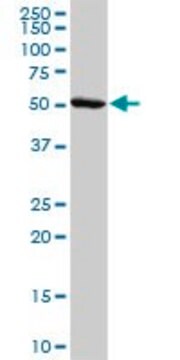 Anti-ADORA2A antibody produced in rabbit purified immunoglobulin, buffered aqueous solution