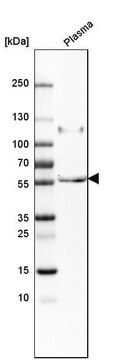 Anti-PI16 antibody produced in rabbit Prestige Antibodies&#174; Powered by Atlas Antibodies, affinity isolated antibody, buffered aqueous glycerol solution