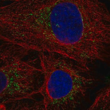 Anti-Polg2 Antibody Produced In Rabbit Prestige Antibodies&#174; Powered by Atlas Antibodies, affinity isolated antibody, buffered aqueous glycerol solution