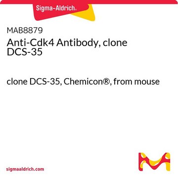 Przeciwciało anty-Cdk4, klon DCS-35 clone DCS-35, Chemicon&#174;, from mouse