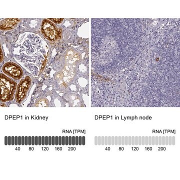 Anti-DPEP1 antibody produced in rabbit Prestige Antibodies&#174; Powered by Atlas Antibodies, affinity isolated antibody, buffered aqueous glycerol solution