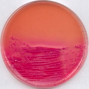 LEIFSON Agar Deoxycholate citrate agar acc. to LEIFSON, modified for microbiology