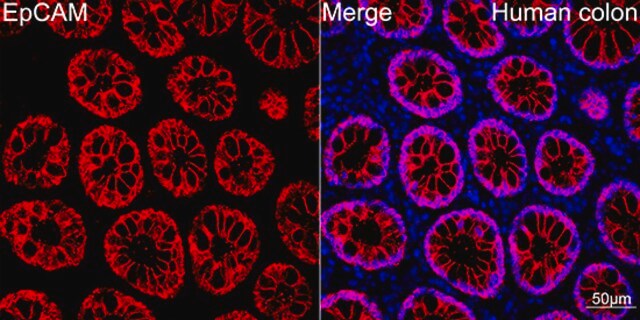 Anti-EpCAM Antibody, clone 4V1B7, Rabbit Monoclonal